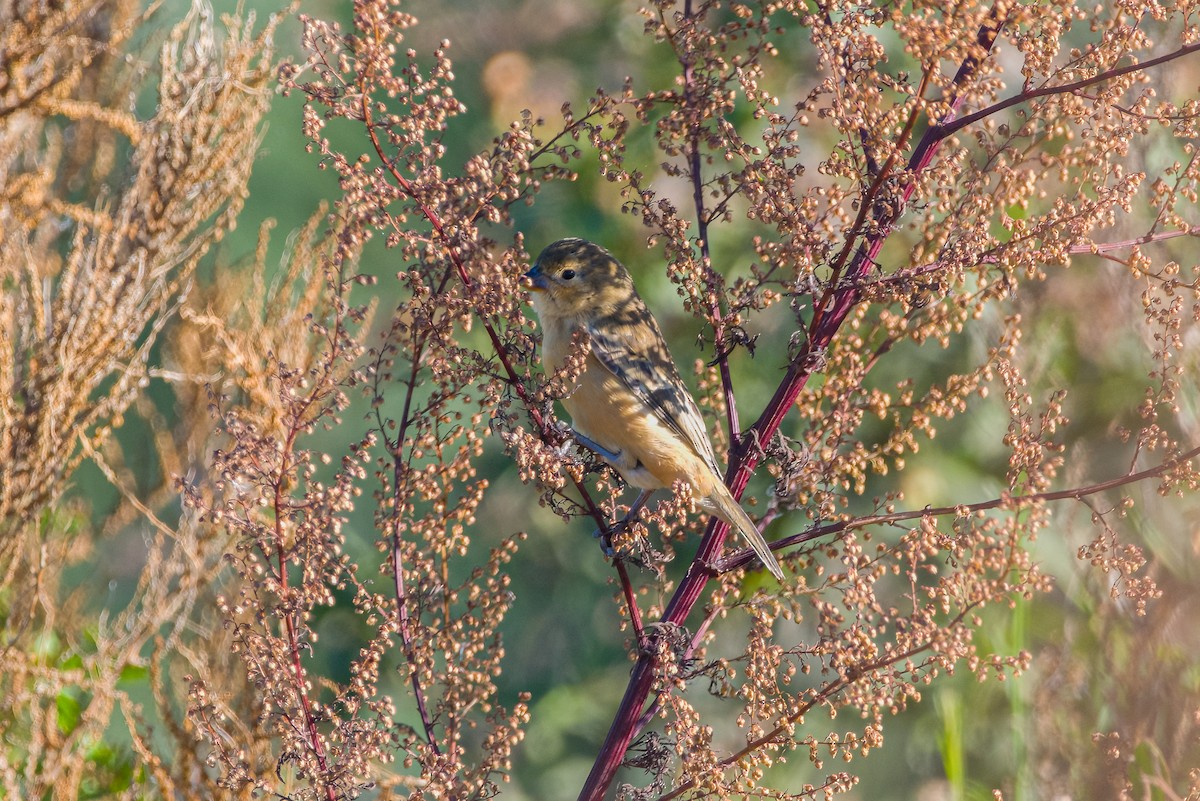 Rusty-collared Seedeater - Gus Tavo