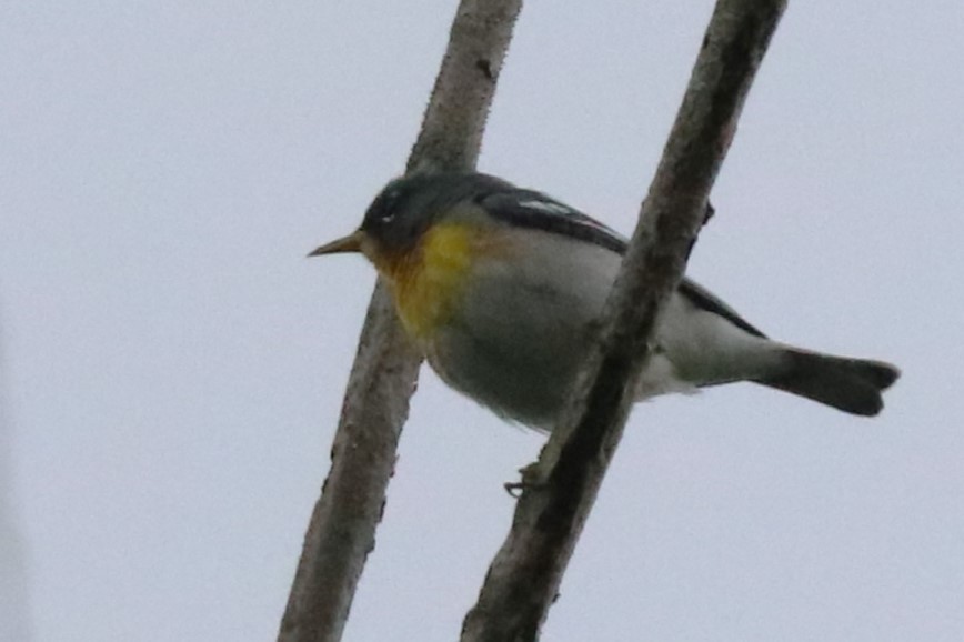 Parula Norteña - ML619110841