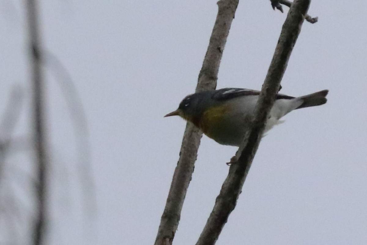 Northern Parula - ML619110842