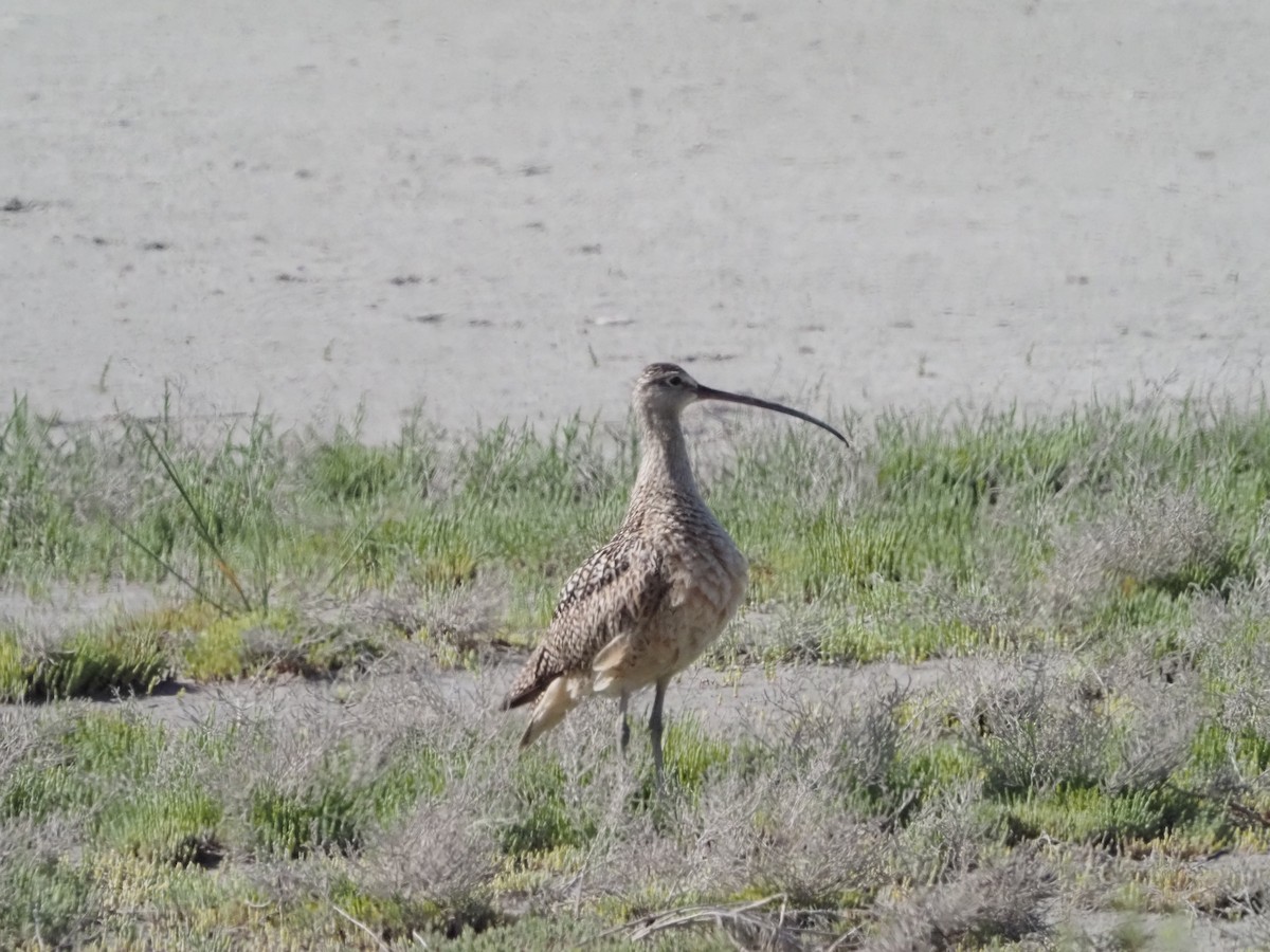 Long-billed Curlew - David Zook