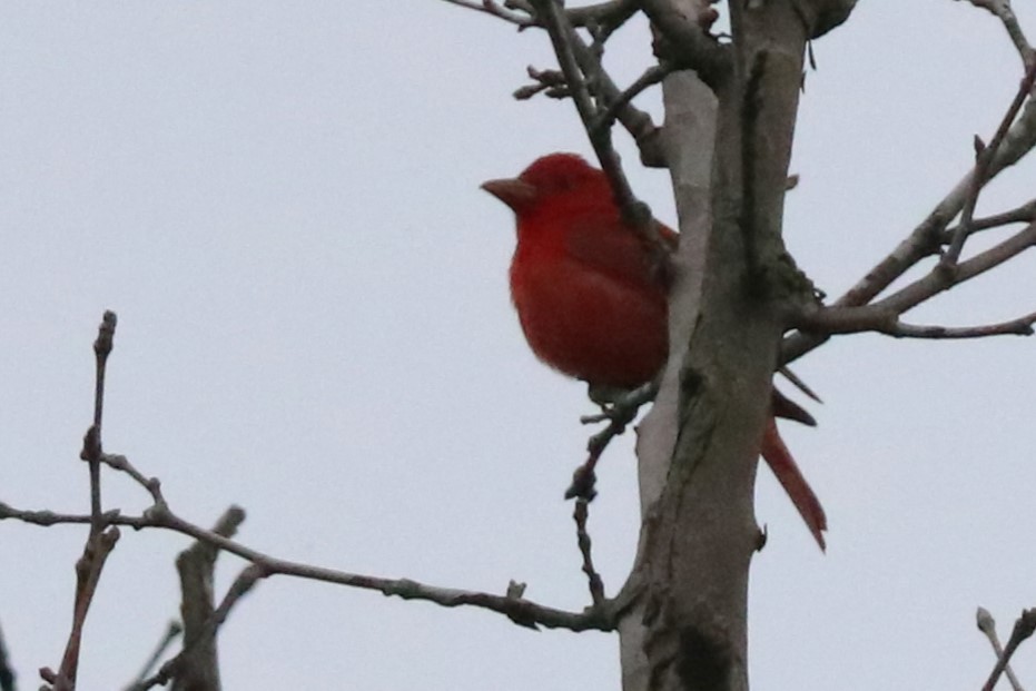 Summer Tanager - ML619110849