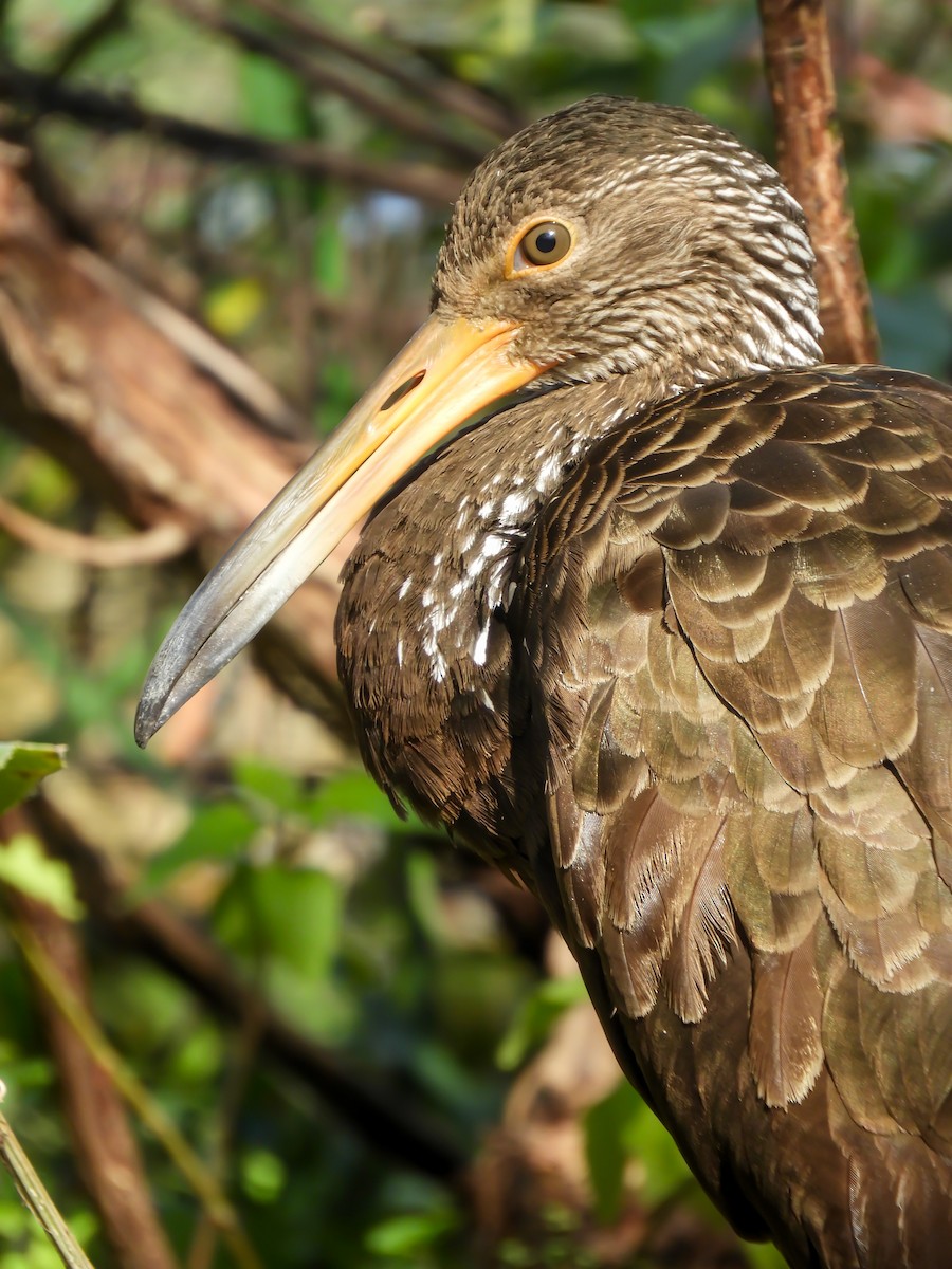 Limpkin - Leonardo Zoat