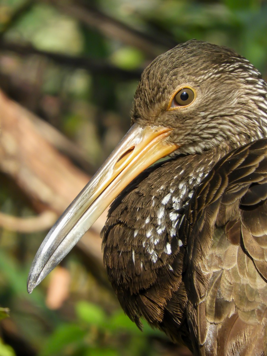 Limpkin - Leonardo Zoat