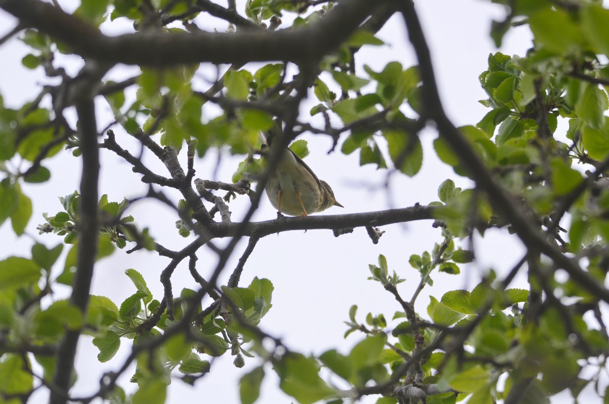 Blackpoll Warbler - Richard Garrigus