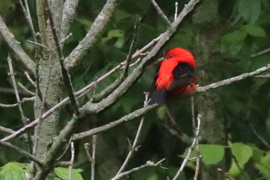 Scarlet Tanager - Karen Bonsell