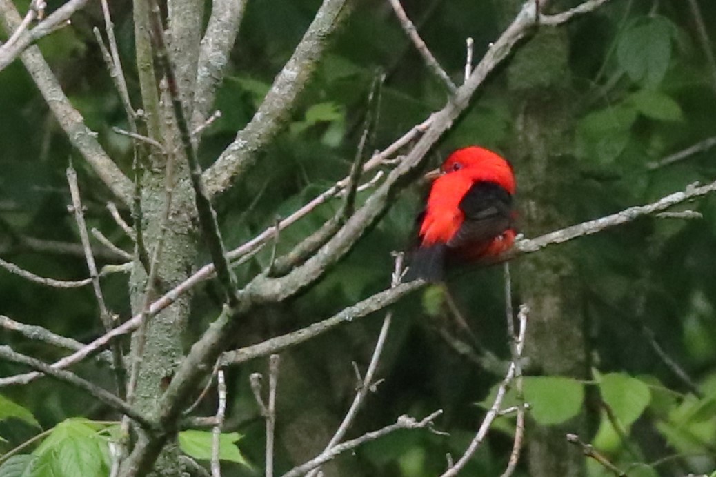 Scarlet Tanager - Karen Bonsell