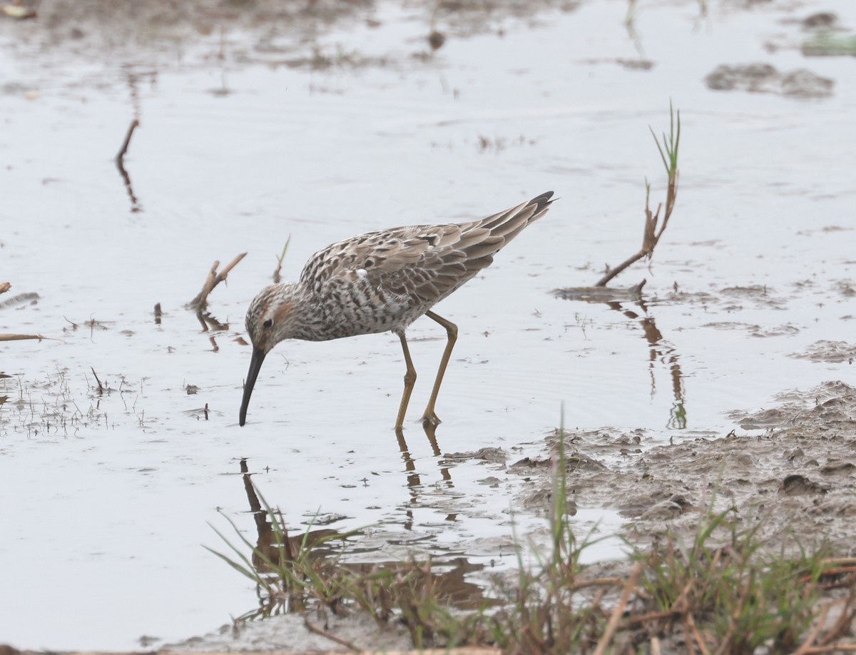 Stilt Sandpiper - John Drummond