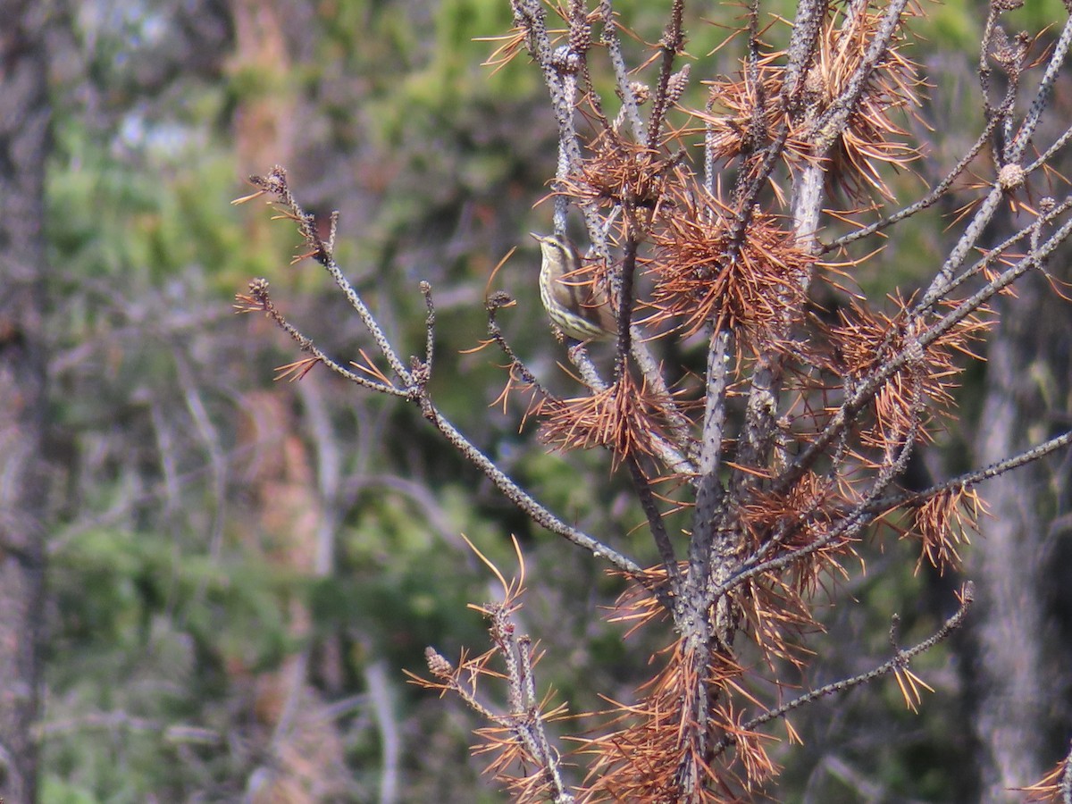 Northern Waterthrush - ML619110866