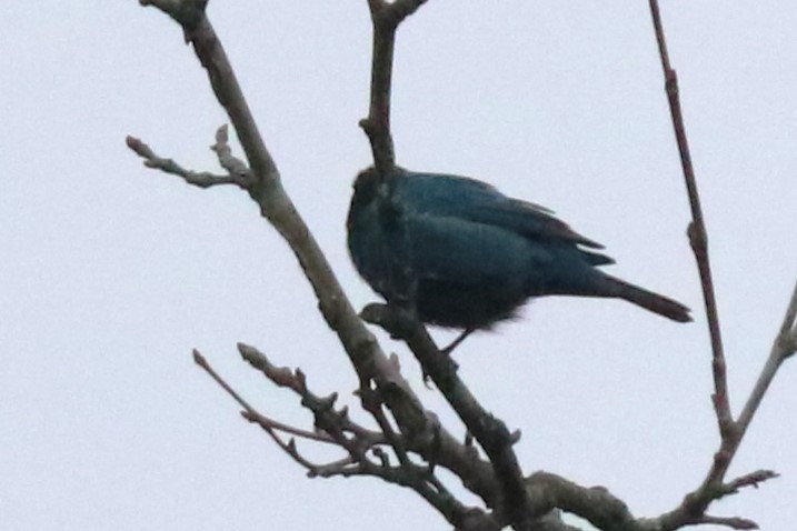 Indigo Bunting - Karen Bonsell