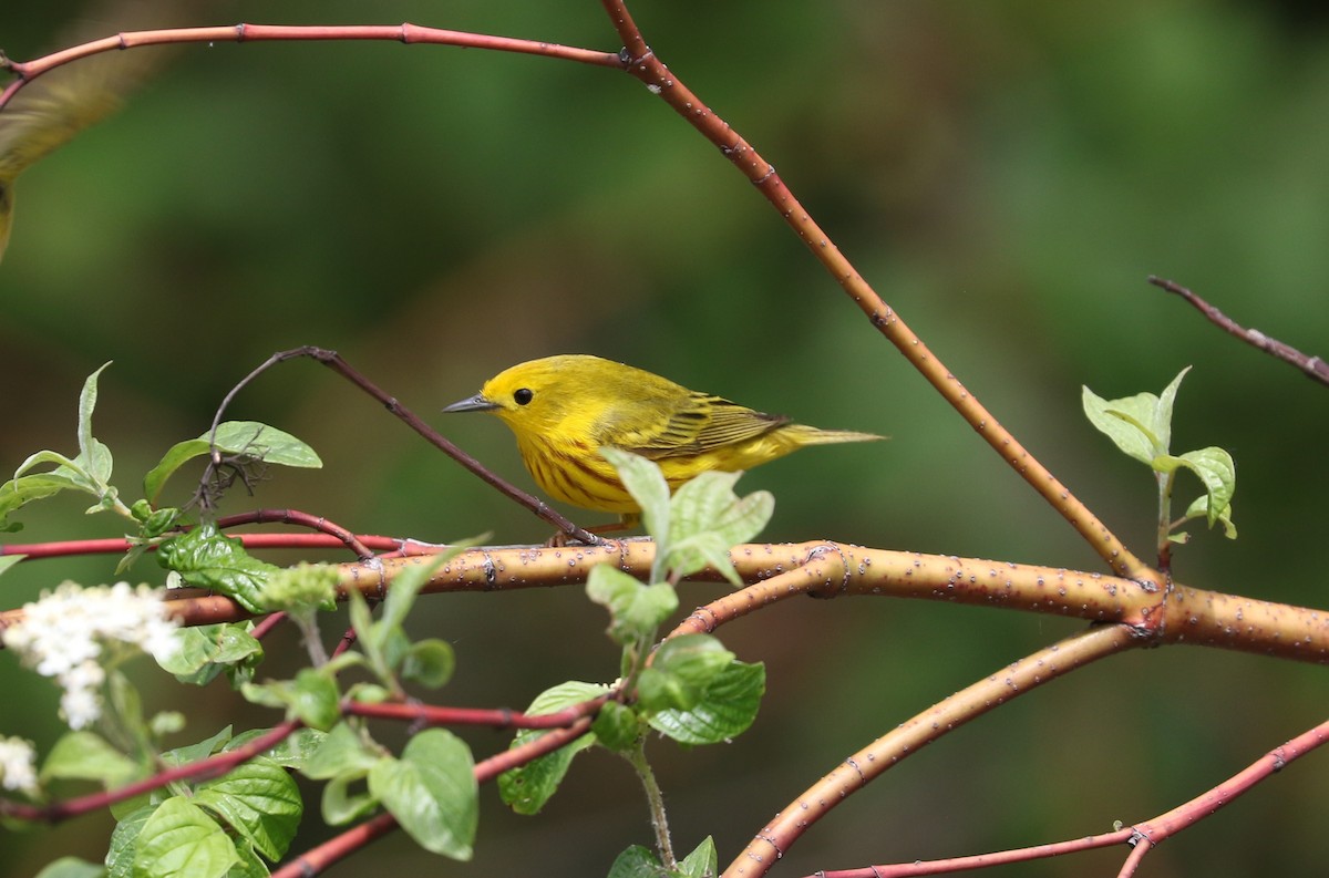 Yellow Warbler - ML619110873