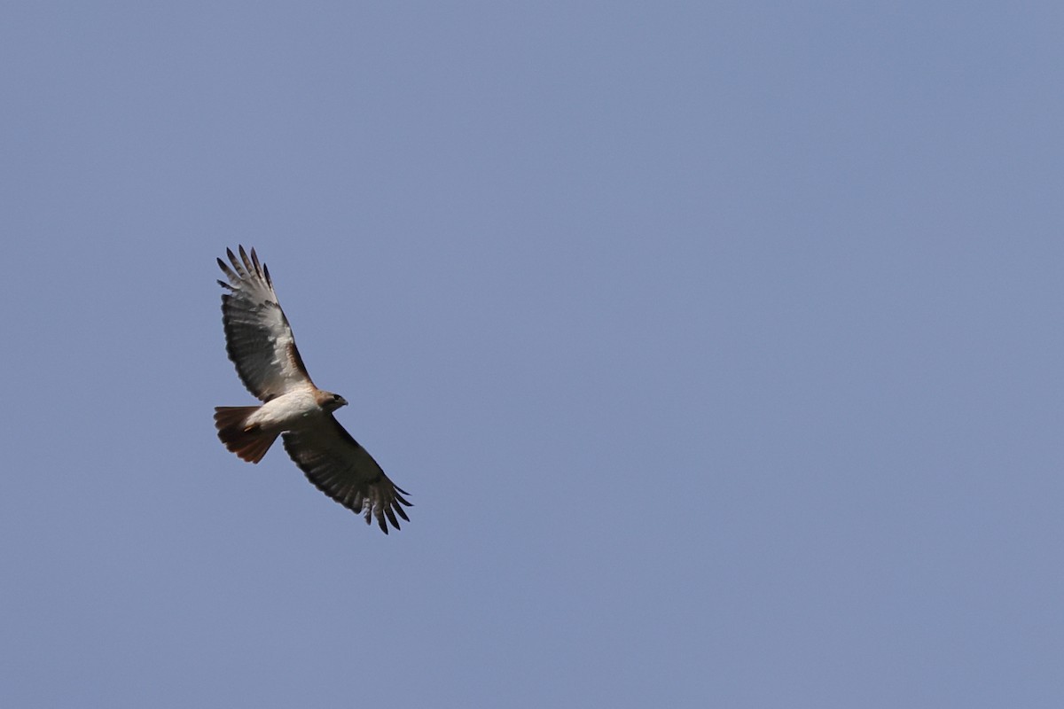 Red-tailed Hawk - Fernanda Araujo