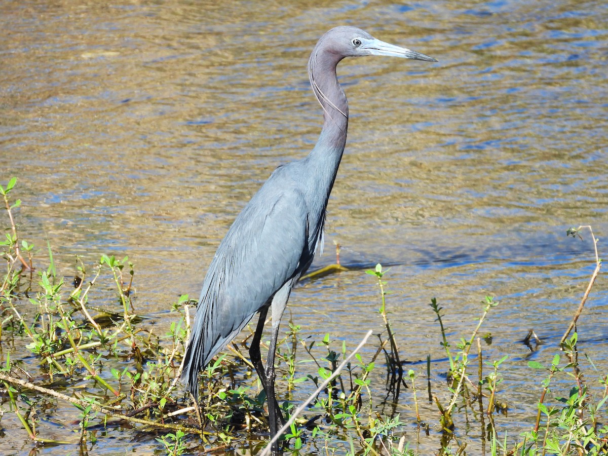 Little Blue Heron - ML619110881