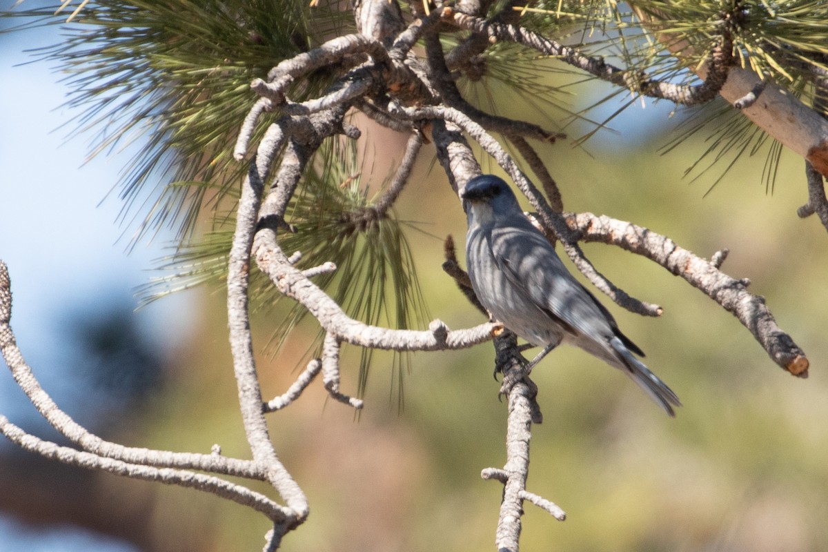 Pinyon Jay - ML619110886