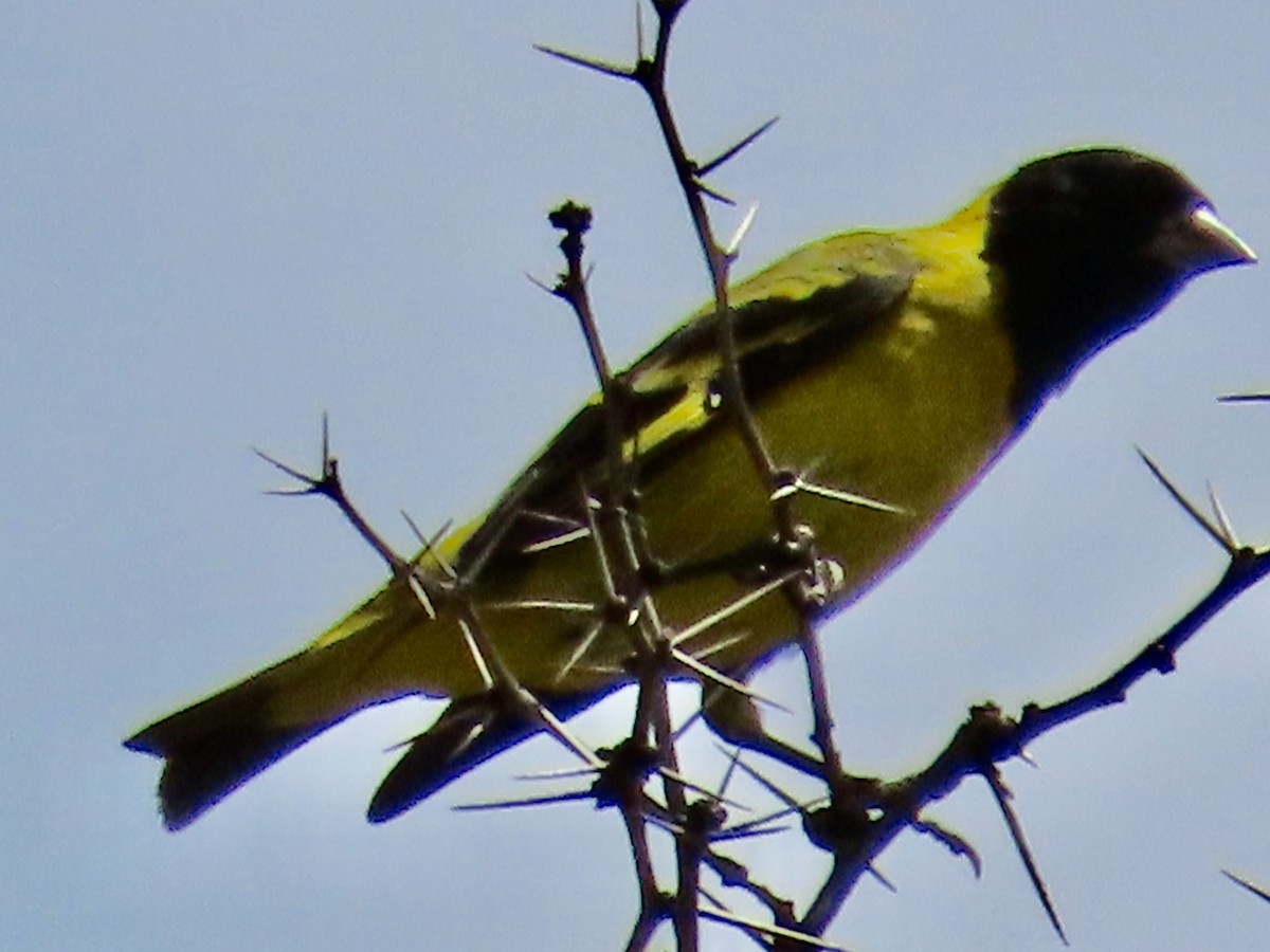 Hooded Siskin - Greg Vassilopoulos