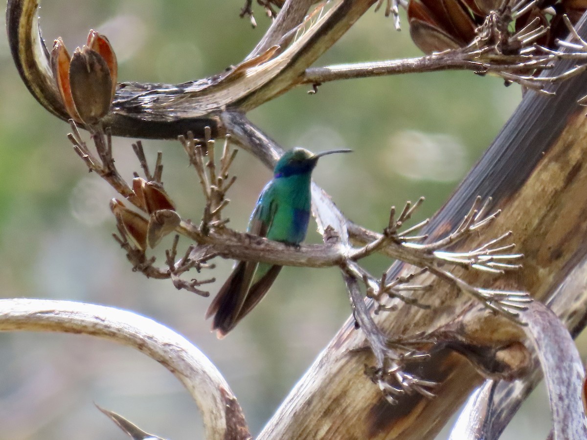 Sparkling Violetear - Greg Vassilopoulos