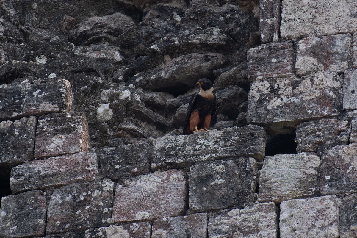 Bat Falcon - Niels Geelen