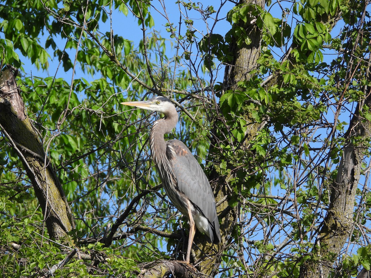 Great Blue Heron - Amy Lyyski