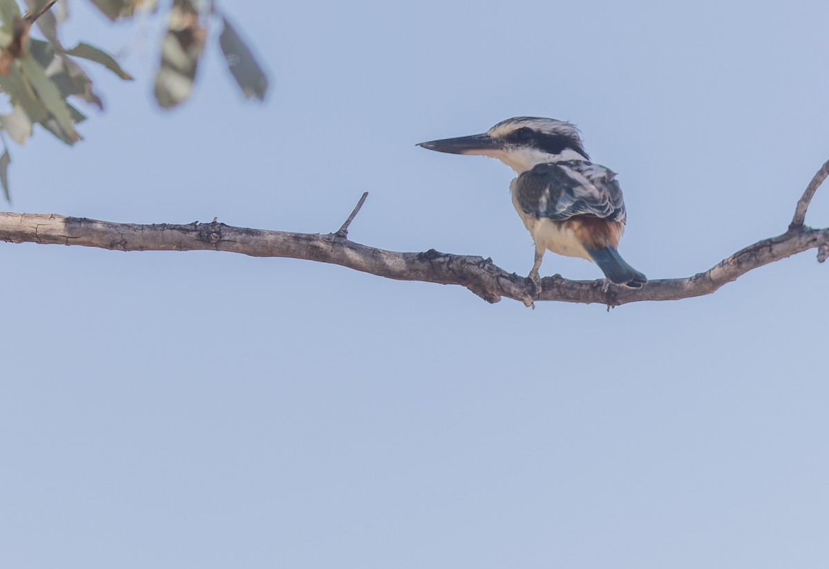 Red-backed Kingfisher - Geoff Dennis