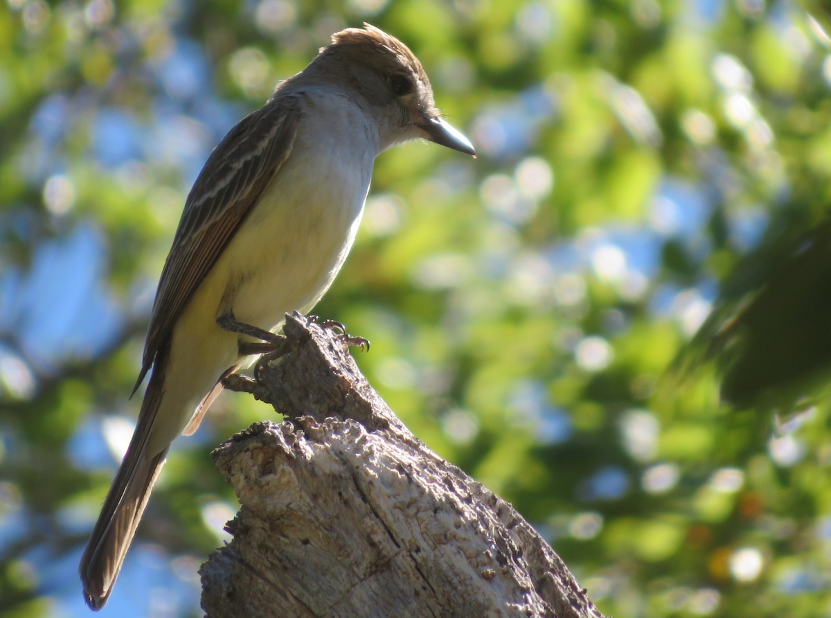 Ash-throated Flycatcher - ML619110911