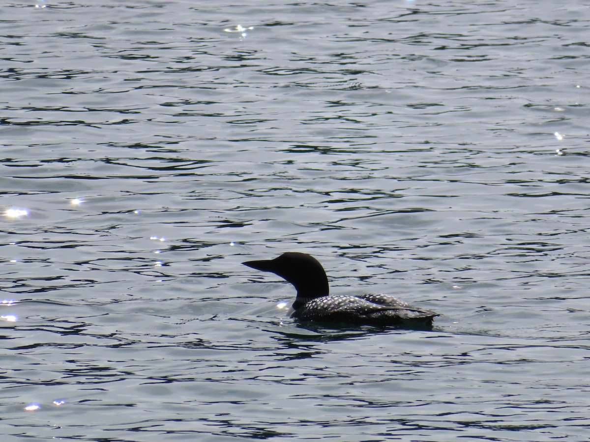 Common Loon - Sandy Van Dijk