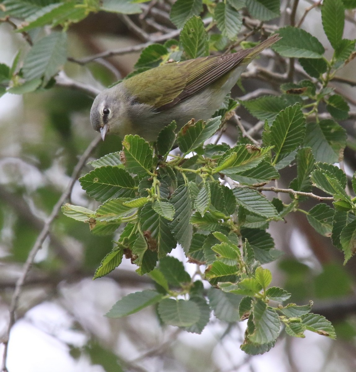 Tennessee Warbler - Janeal W. Thompson
