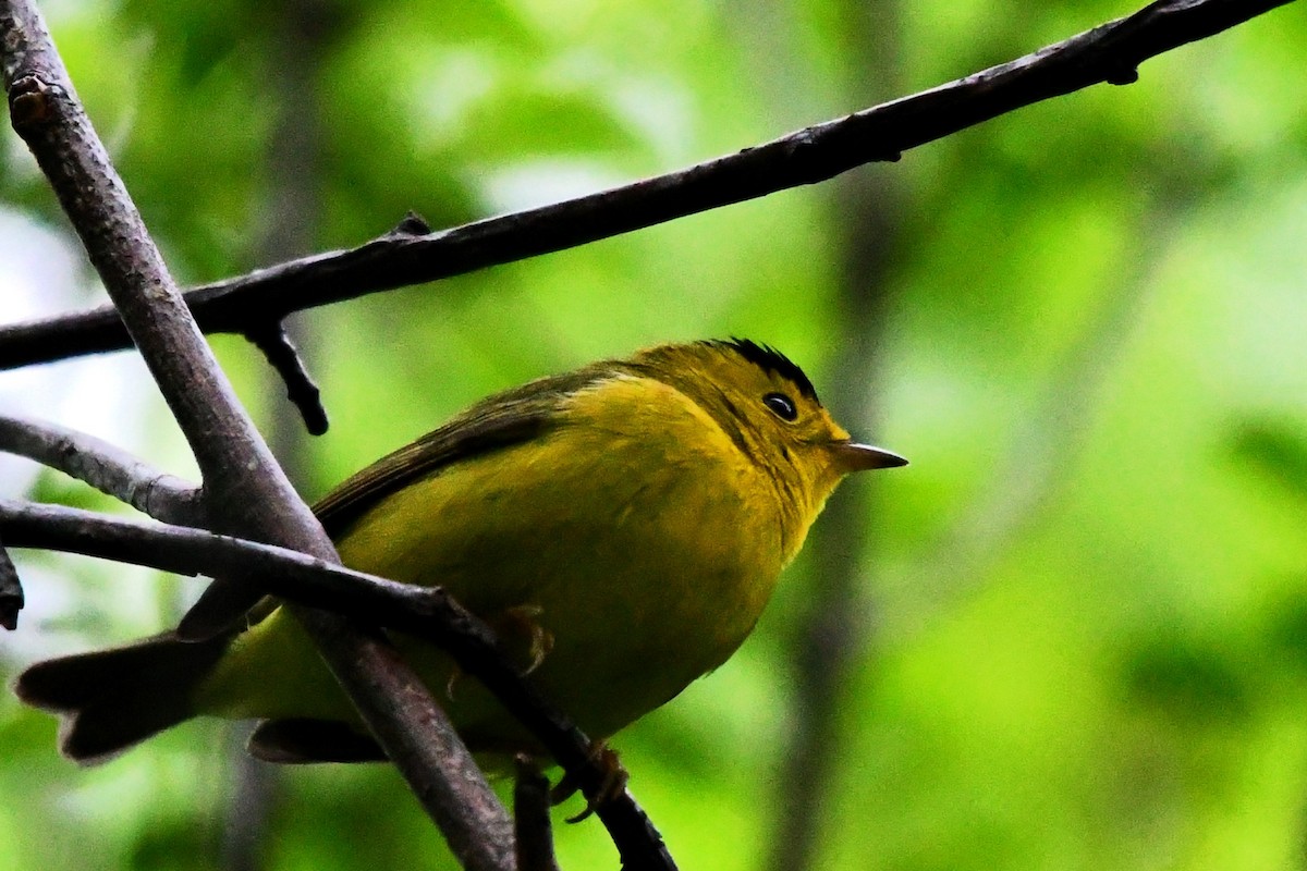 Wilson's Warbler - Winston Poon