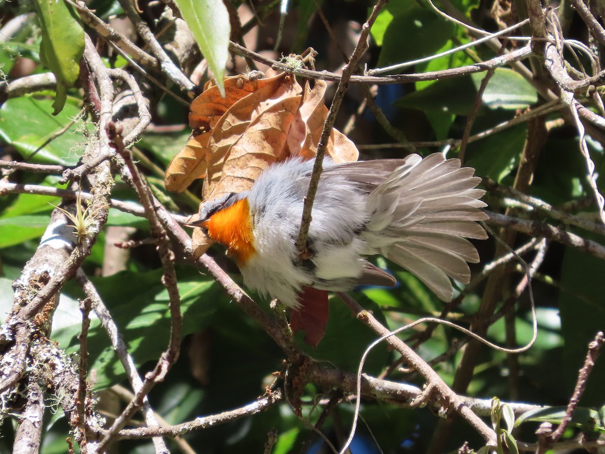 Flame-throated Warbler - Michelle Browning