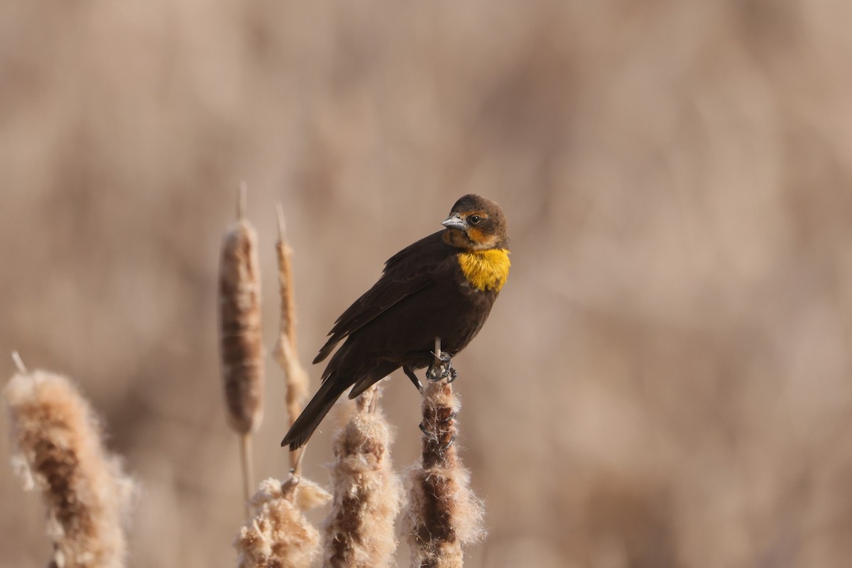Yellow-headed Blackbird - ML619110938