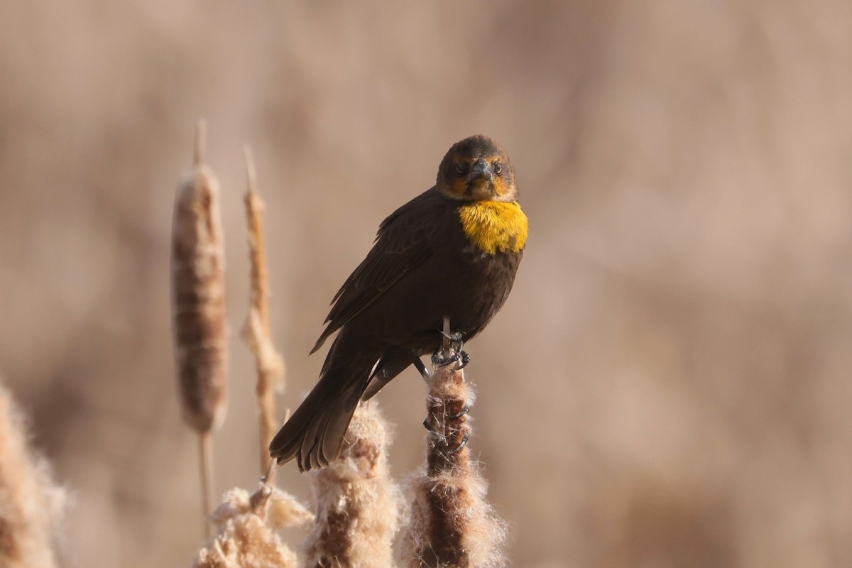 Yellow-headed Blackbird - ML619110941