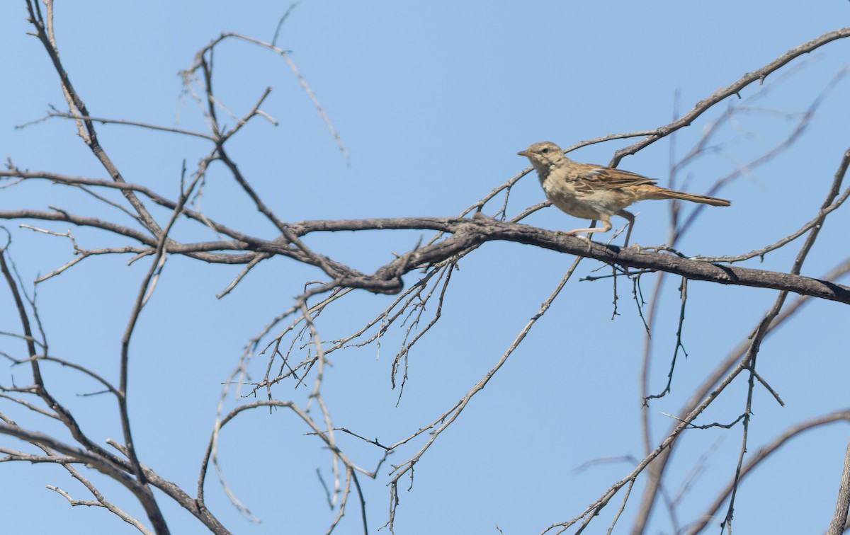 Rufous Songlark - Geoff Dennis