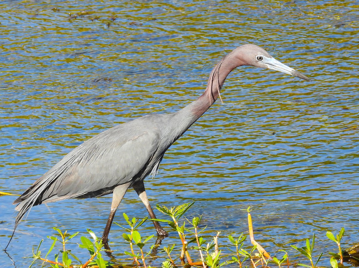 Little Blue Heron - Michael W. Sack