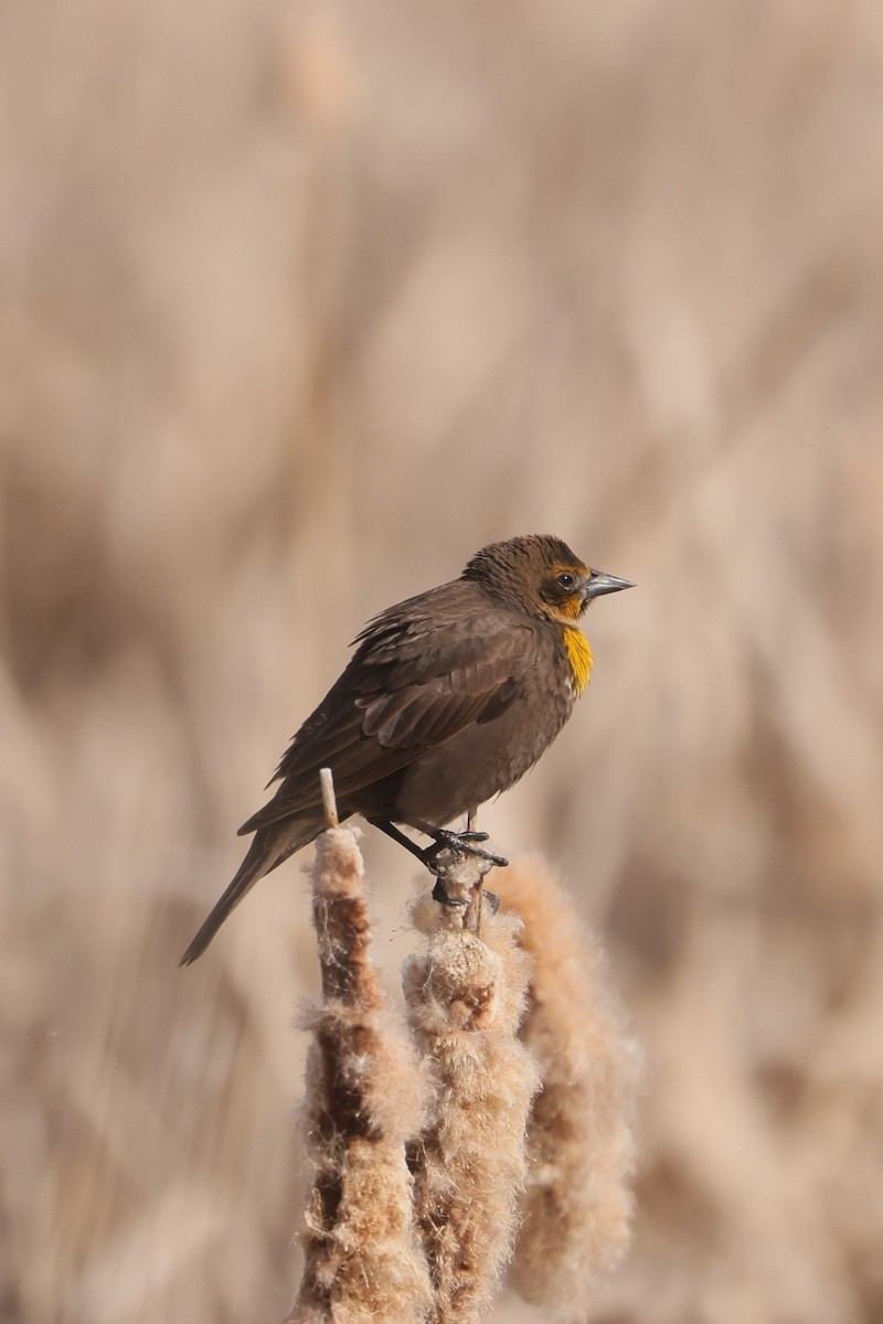 Yellow-headed Blackbird - ML619110962