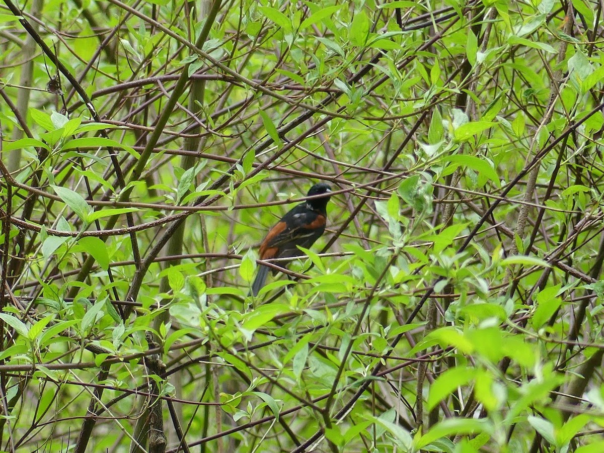 Orchard Oriole - ML619110966