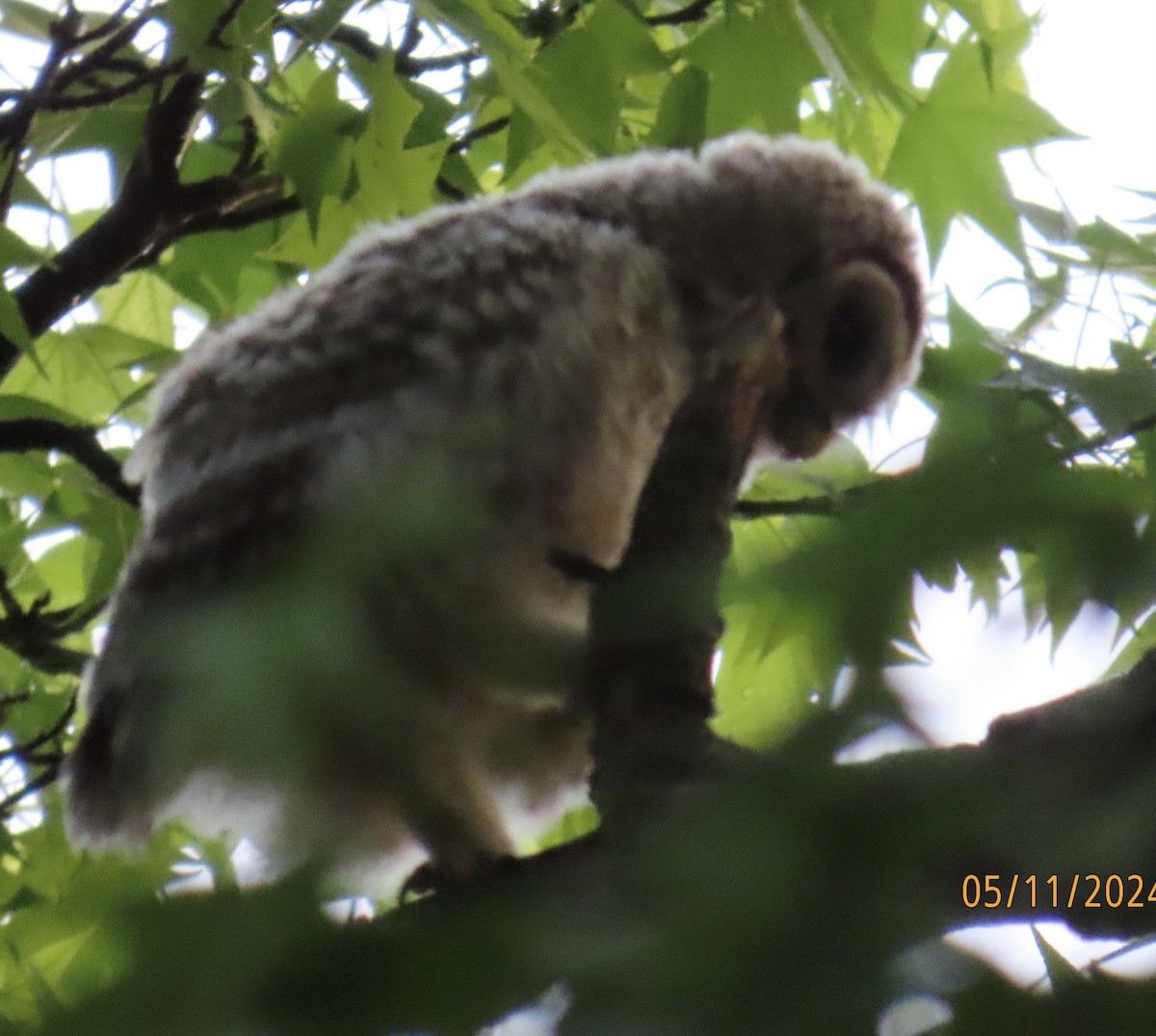 Barred Owl - Katherine Wychulis