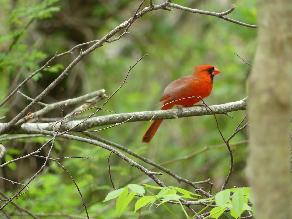 Northern Cardinal - Julia Klukoff