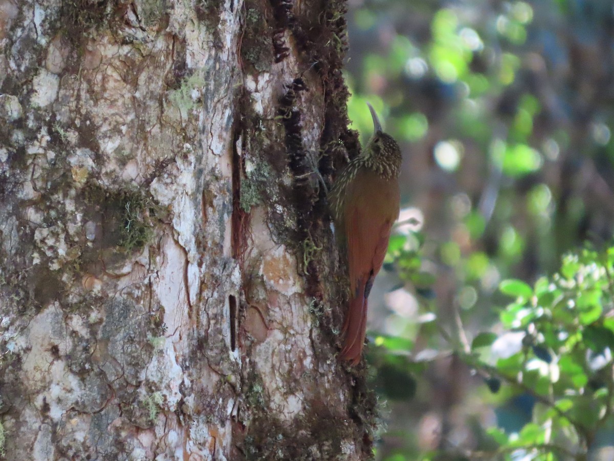 Spot-crowned Woodcreeper - Michelle Browning