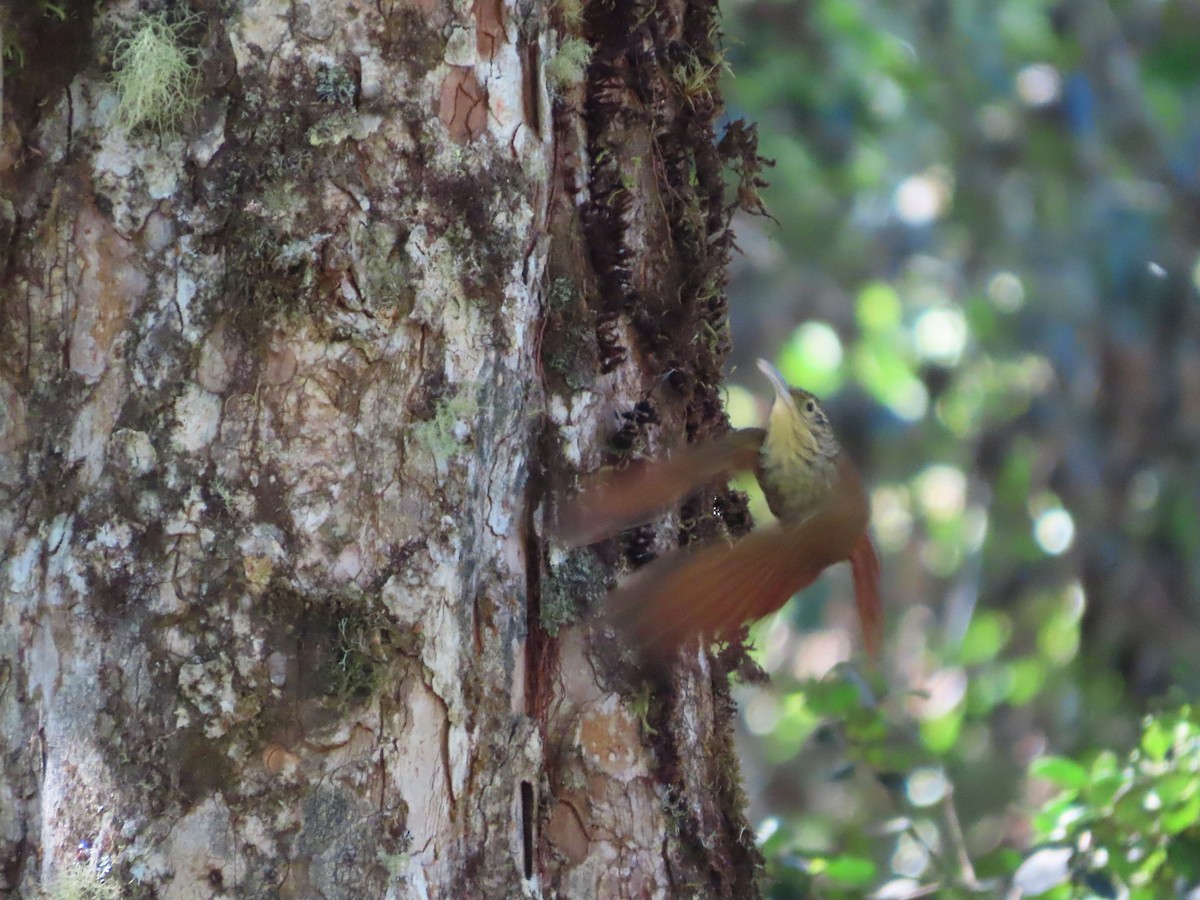 Spot-crowned Woodcreeper - ML619110984