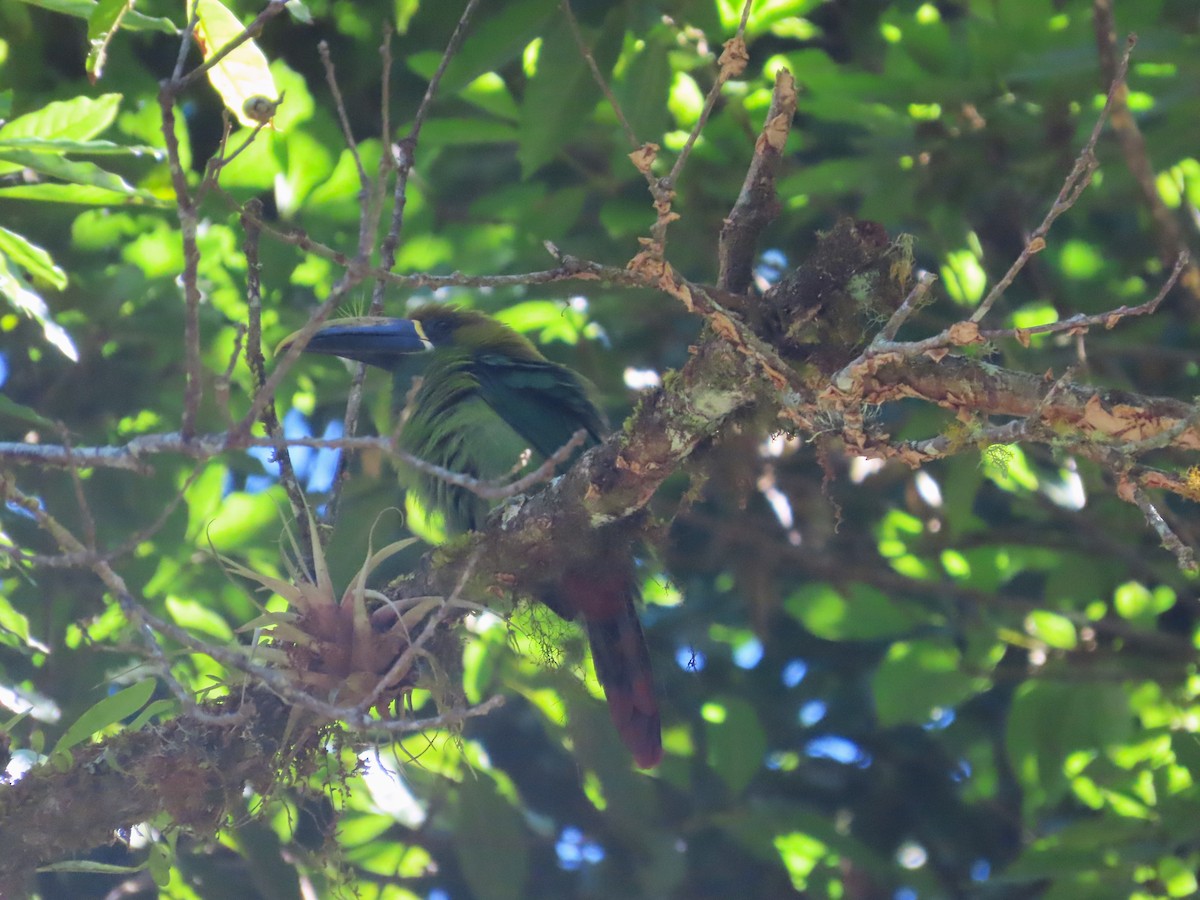 Northern Emerald-Toucanet - Michelle Browning