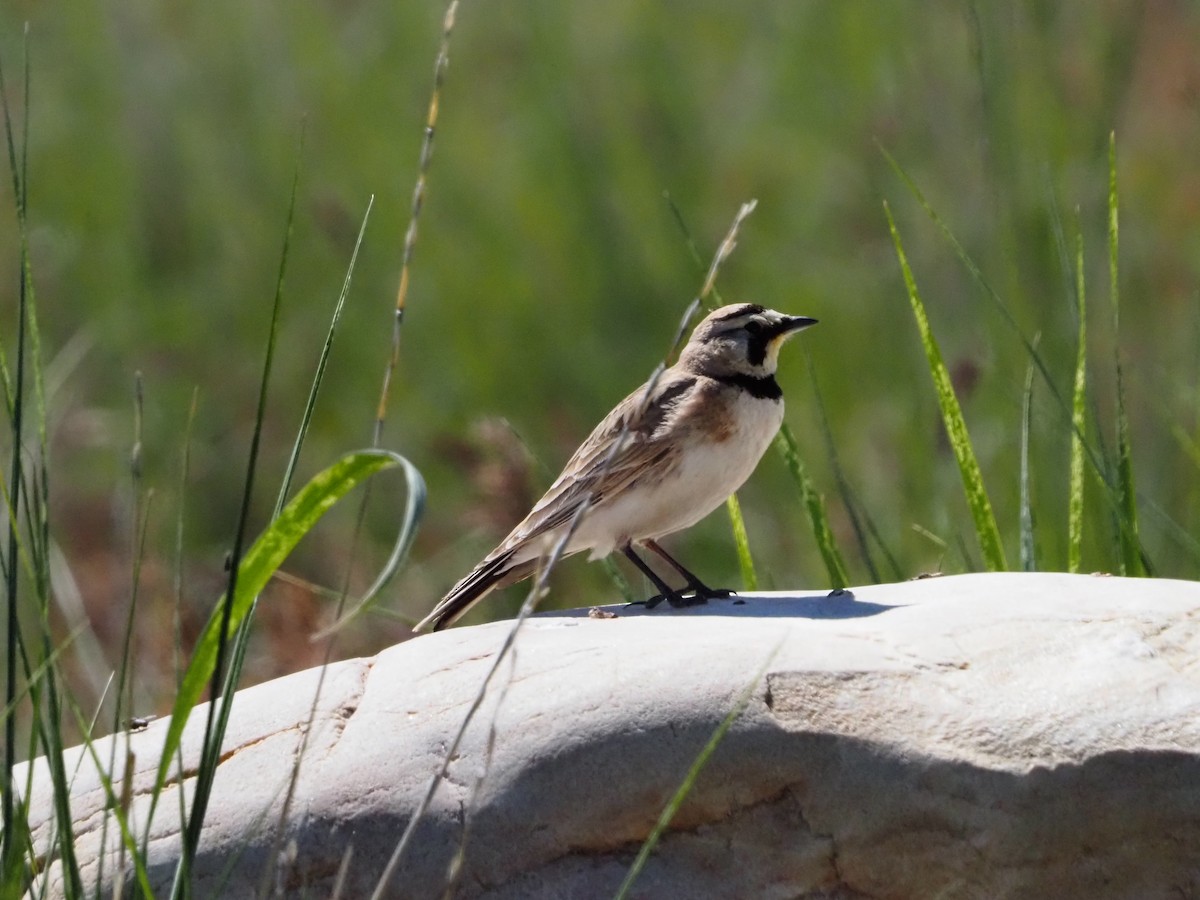 Horned Lark - David Zook