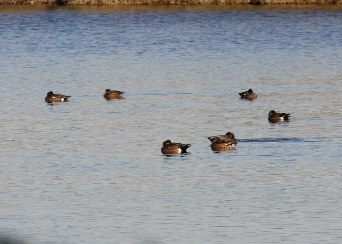 American Wigeon - ML619111027