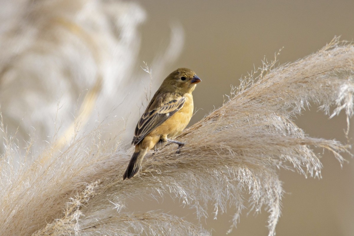 Rusty-collared Seedeater - ML619111034