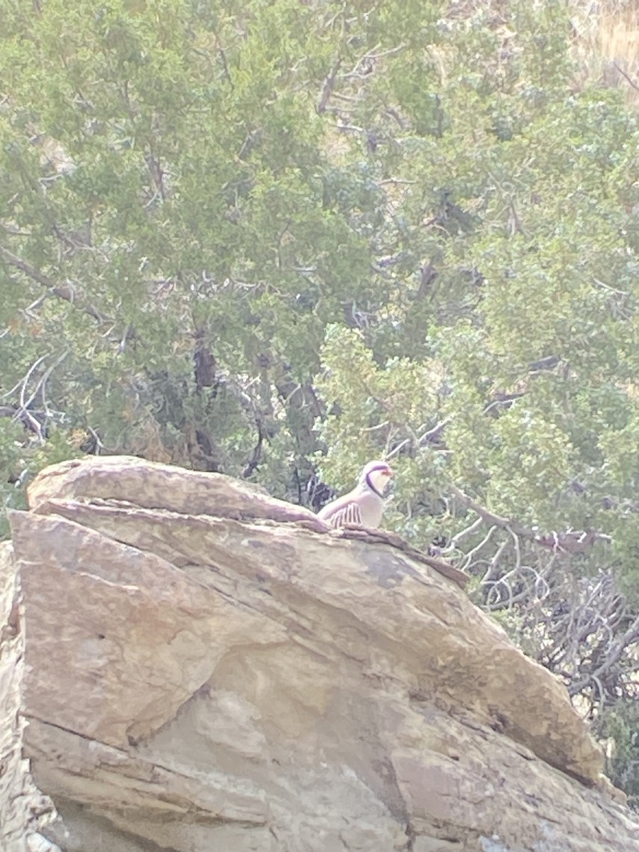 Chukar - Bob & Anne Watson