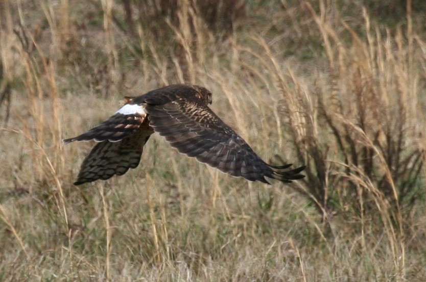 Northern Harrier - ML619111045