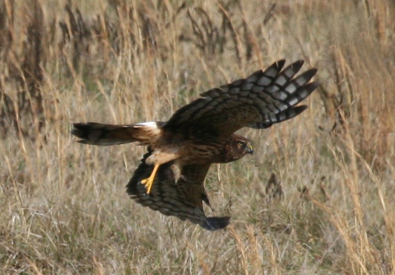 Northern Harrier - ML619111046