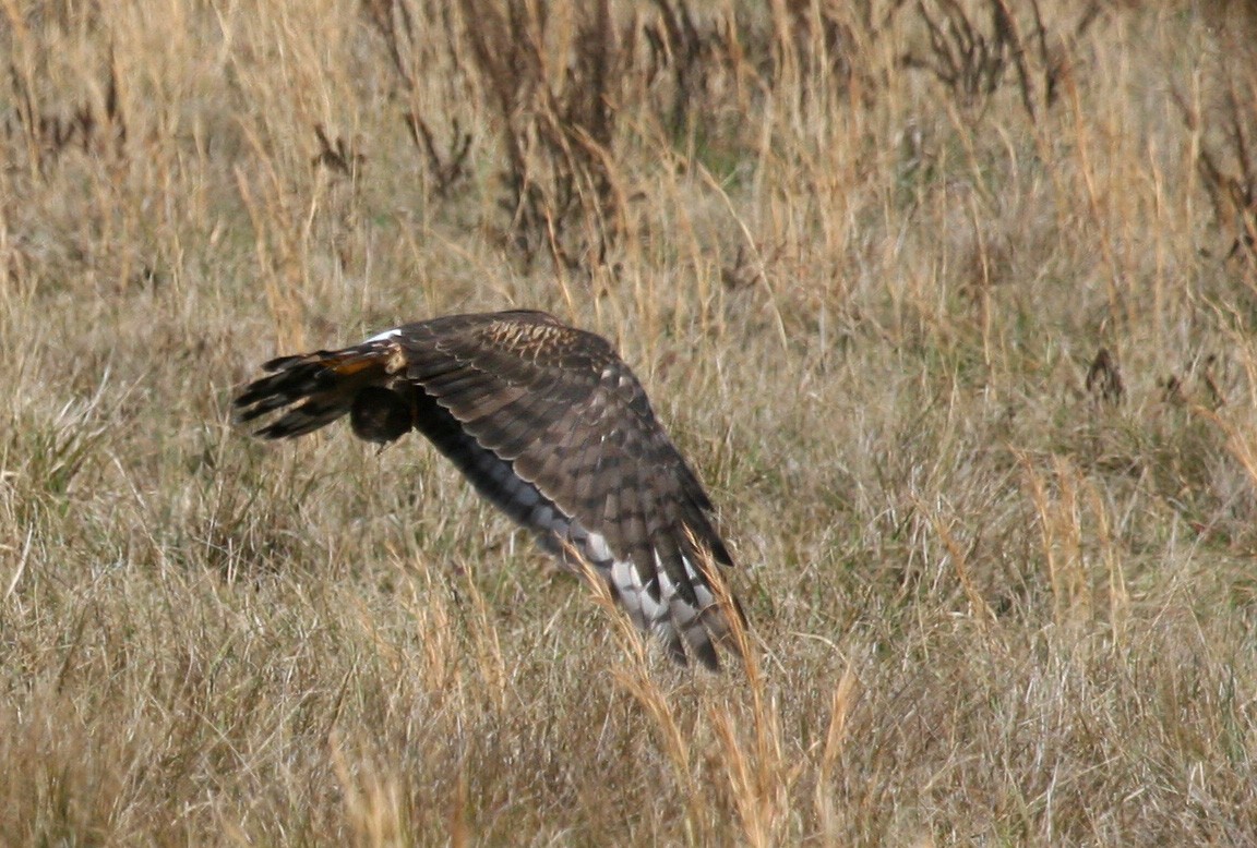 Northern Harrier - ML619111047