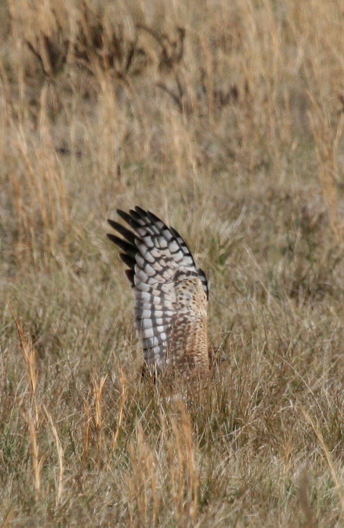 Northern Harrier - Rachel Holzman