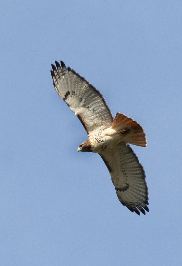 Red-tailed Hawk - ML619111056