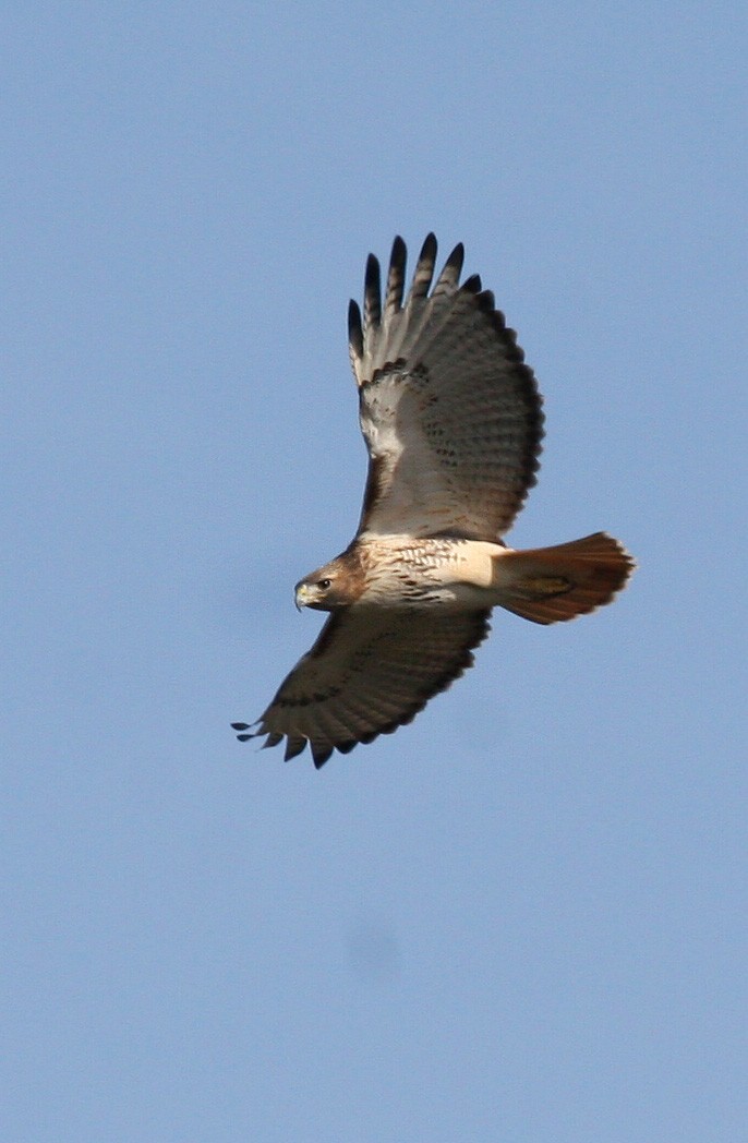 Red-tailed Hawk - ML619111057