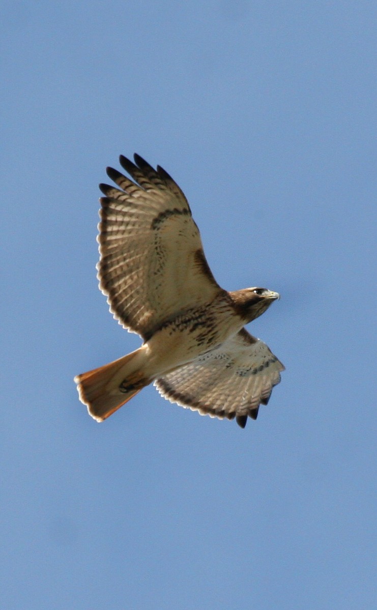 Red-tailed Hawk - ML619111058