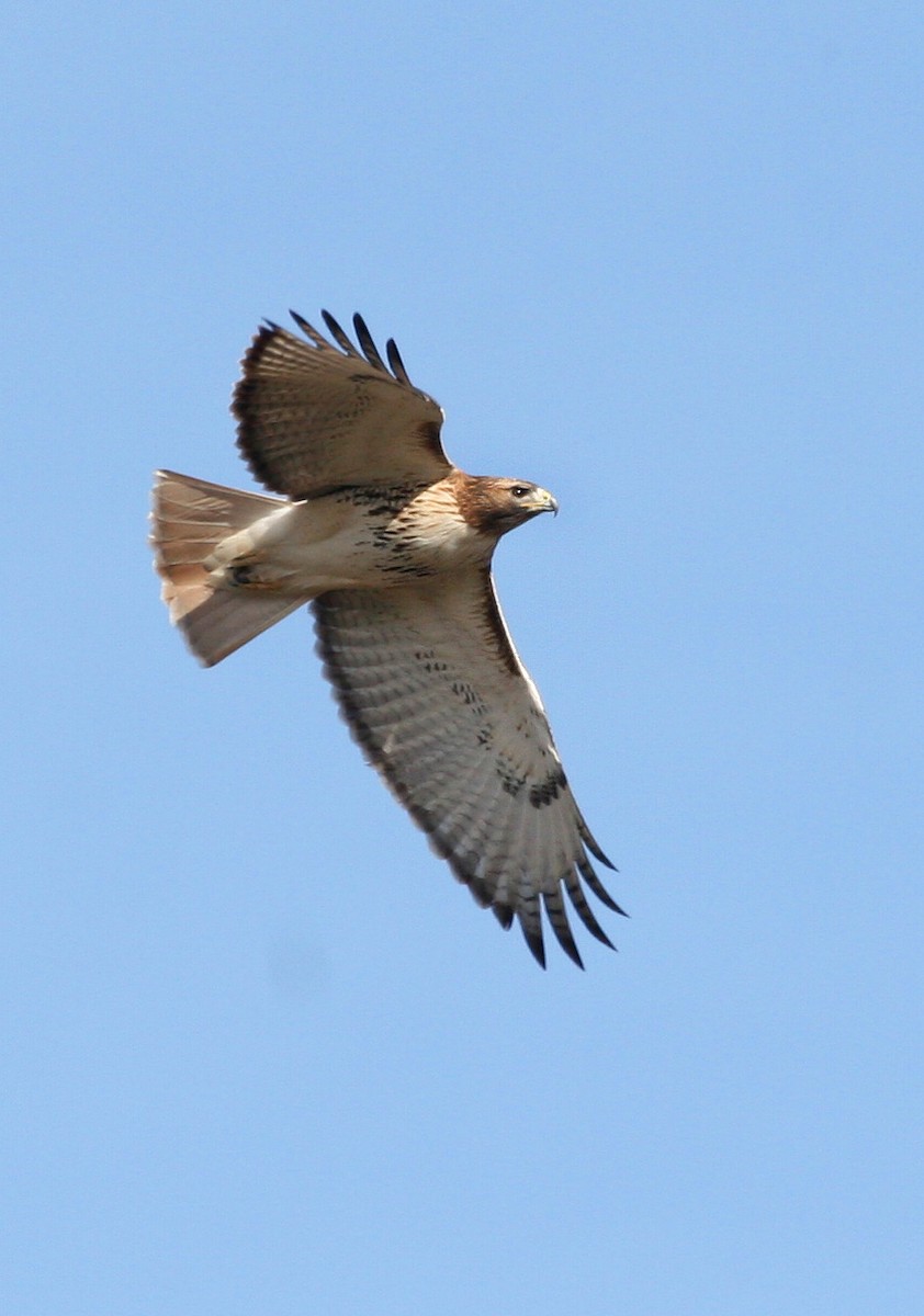 Red-tailed Hawk - ML619111059